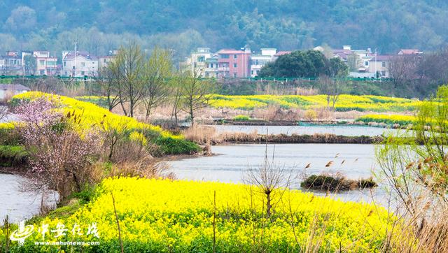 安徽蕪湖：響水澗萬(wàn)畝油菜花海開(kāi)門(mén)迎客