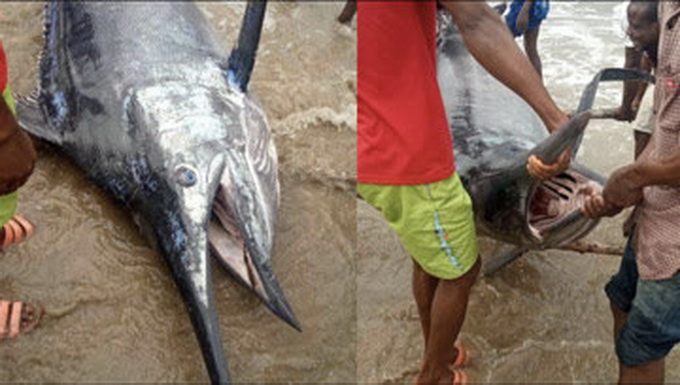 外國(guó)一男子捕獲3米長(zhǎng)大魚(yú)，宴請(qǐng)全村人，吃完才知竟價(jià)值上百萬(wàn)美元