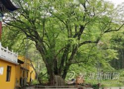 樹齡約1700年！安徽古樹“老壽星”扎根在蕪湖