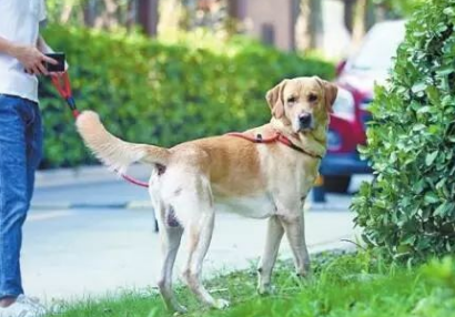 蕪湖最新通知，事關小區(qū)養(yǎng)犬